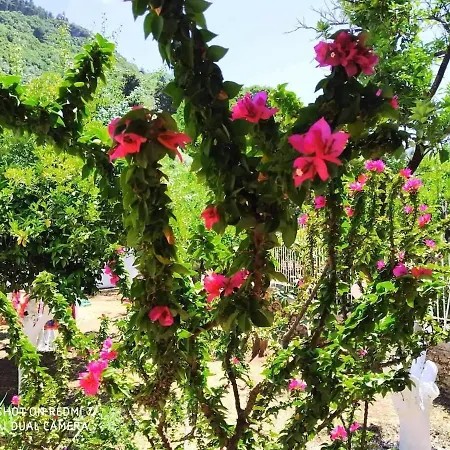Oleander, 100m From The Center And The Sea 萨米